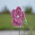 Lindsey-Flower-Clip_274.jpg