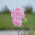 Lindsey-Flower-Clip_278.jpg