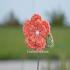 Lindsey-Flower-Clip_282.jpg